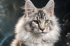 Котенок мейн-кун Kailas StarPaws, окрас ns 25, помет K1, 03.02.2024