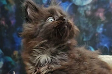 Котенок мейн-кун Luke StarPaws, окрас ns, помет L1, 08.03.2024
