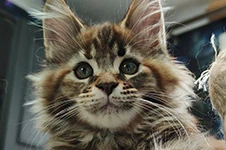 Котенок мейн-кун Lyra StarPaws, окрас fs 22, помет L1, 08.03.2024
