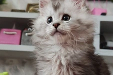 Котенок мейн-кун Ramir StarPaws, окрас ns 25, помет R1, 15.06.2025