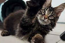 Котенок мейн-кун Rapid StarPaws, окрас n 22, помет R1, 15.06.2025